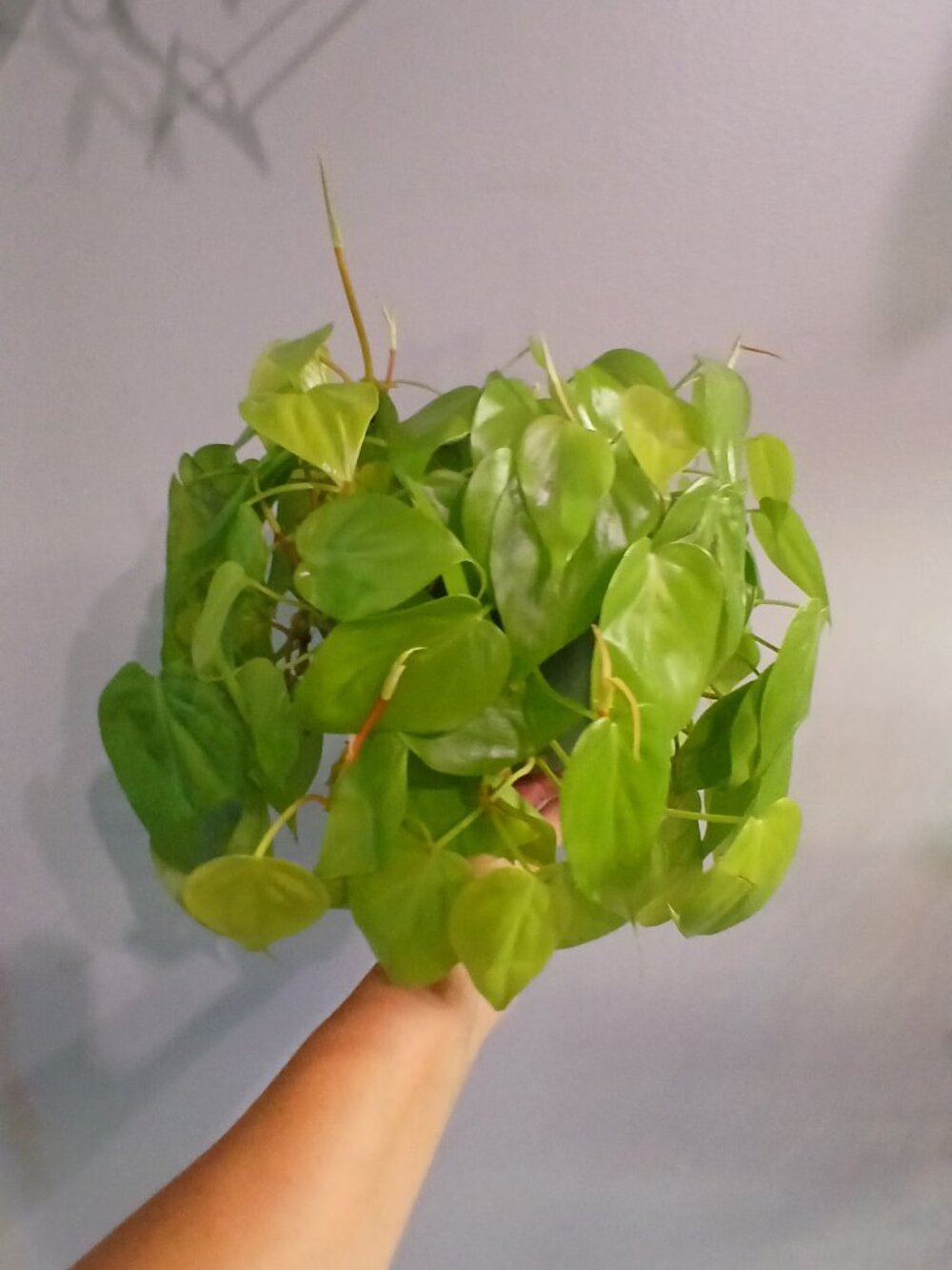 Neon Pothos - Picture 6 of 6